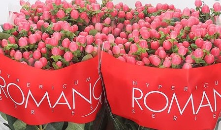 Hypericum Ecu. Lovely Romance 50cm "T25" Rs