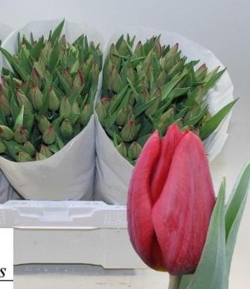 Tulipan Hol. Red Gold 35cm