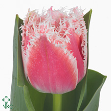 Tulipan Hol. Queensland 40cm