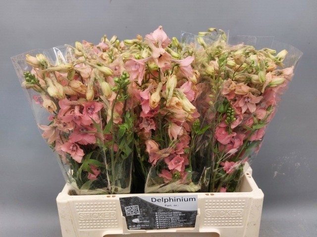 Delphinium Hol. Pink Sensation 60cm "T10"
