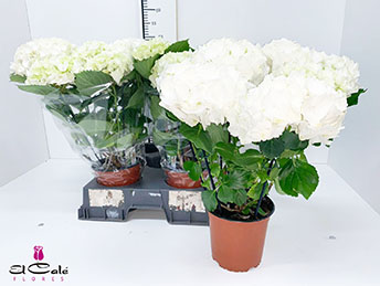 P. Hortensia Wudu 15/50cm x3 11F