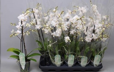 P. Phalaenopsis Ov. White MF 12/50cm x10 2T