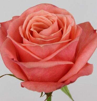 Rosa Hol. Feruza 50cm Rs.