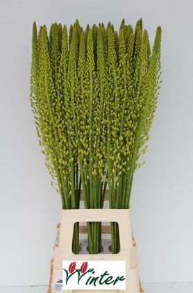 Eremurus Hol. Yellow Rebel 80cm (20cm flor)