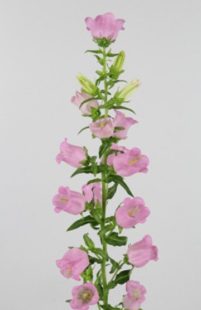 Campanula Hol. Pearl Pink 75cm