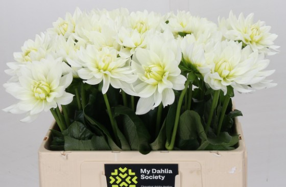 Dalia Hol. Karma Maa Zwaan 55cm "CC30"