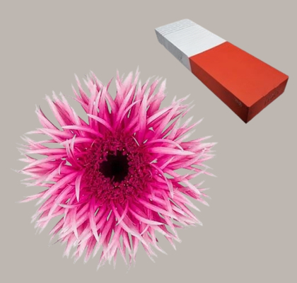 Gerbera Hol. Gespider Victory