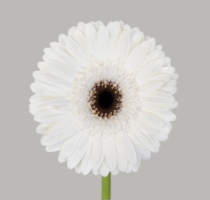 Gerbera Hol. Owen Plus Bl. "T25" (7 Dias - 2)