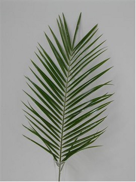 Roebellini 60cm (7 Dias - 2ª)