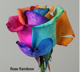 Rosa  Ecu.  Rainbow Arcoiris 60cm (7 Dias - 2ª)