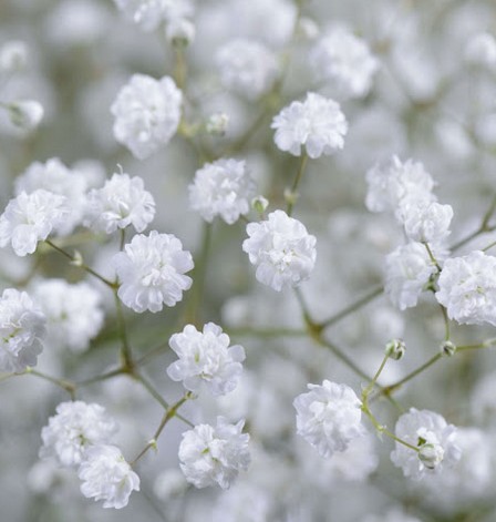 Paniculata Col. Cosmic  "T25"