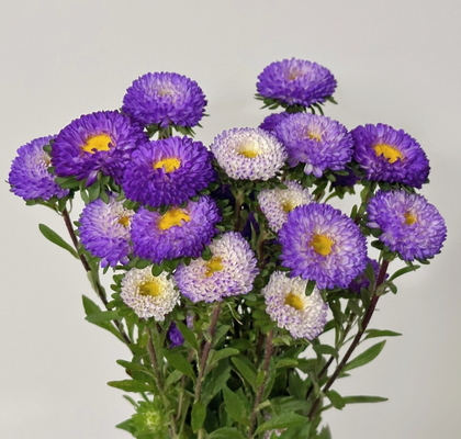 Calistepus Italia Light Blue 70cm "T20"