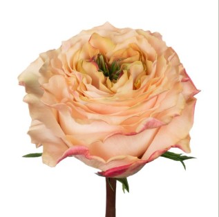 Rosa Ecu. Princess Crown 60cm