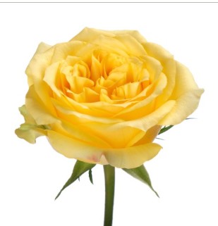 Rosa Ecu. Saint Tropic 60cm Am.