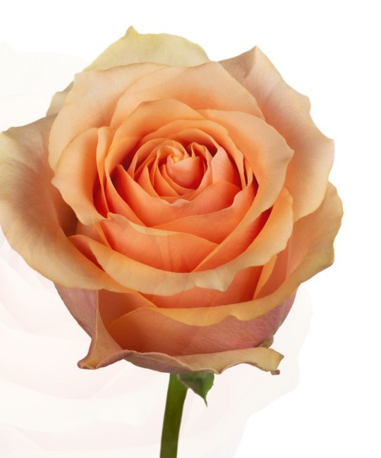 Rosa Ecu. Peach Wave 60cm