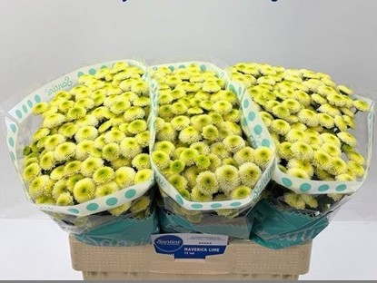 Santini Maverick Lime 1200gr "T25"
