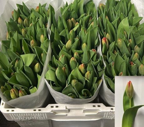 Tulipan Hol. Orange Van Eijk 35cm