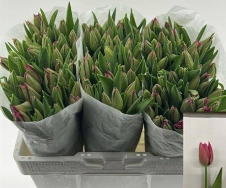 Tulipan Hol. Sweet Rosy 35cm Rs.