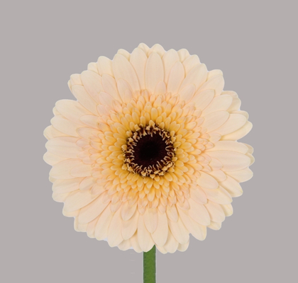 Gerbera Mini Hol. Harveys "T20"