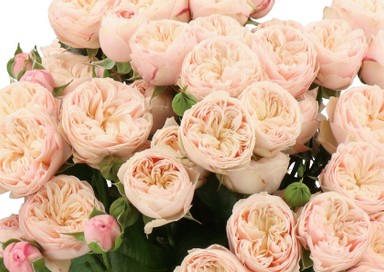 Ramificada Royal Blush 50cm