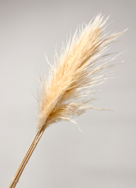 Cortaderia Hol. Se Evita 110cm