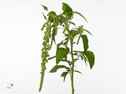 Amaranthus Hol. Green Cord 55cm