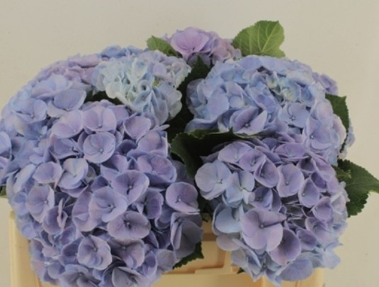 Hortensia Hol. My Heaven 50cm 20/22cm Lav.