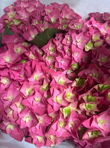 Hortensia Hol. Royal Kiss 50cm Ø16/18