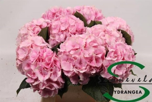 Hortensia Hol. Roy. Supreme 40cm 16/18 Rs