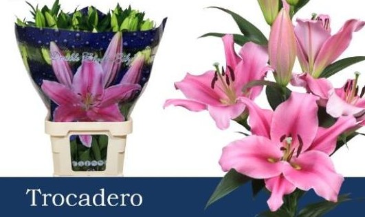 Oriental Hol. Rs. Trocadero 85cm 3/4 flores