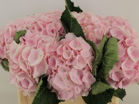 Hortensia Hol. My Beautiful Matcha 50cm 18/20 Rs.