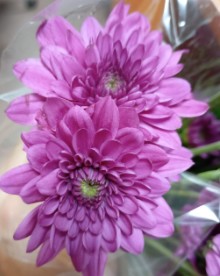 Margarita Col. Veronica Purple Mor.