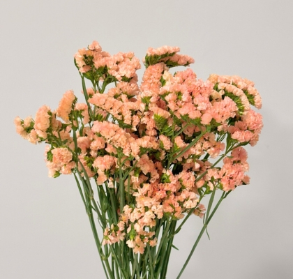 Statice Nac. Apricot 70cm "Oferta"