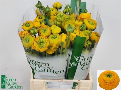 Ranunculos Hol. Aazur Yellow 45cm 30gr