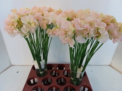 Lathyrus Romance Salmon 40cm "T60"