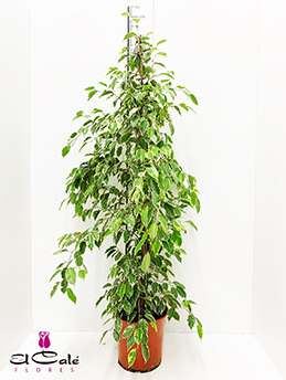 P. Ficus Be Golden king 27/135cm
