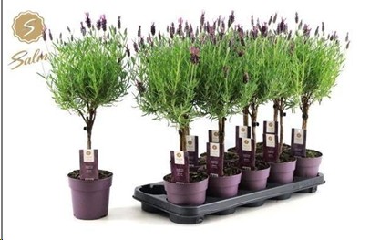 P. Lavanda S Anouk 12/50cm "CC10"