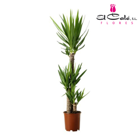 P. Yucca Hol. 19/110cm 2.P (60/110)