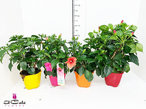 P. Hibiscus Colection Nac 15/50cm x6