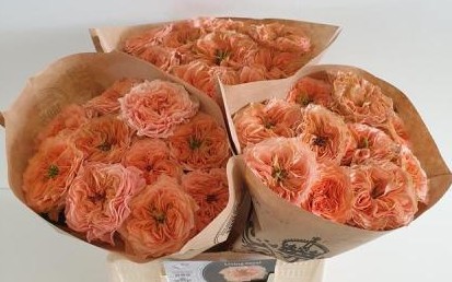 Rosa Hol. Living Coral 50cm (7 Dias - 2)