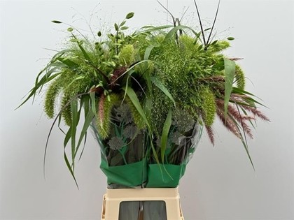Siergras Mixto 70cm "T50" (7 Dias - 2)
