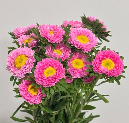 Calistepus Italia Pink 70cm (7 Dias - 2ª)