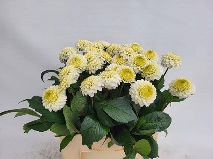 Dalia Hol. Caro 60cm "CC30" (7 Dias - 2�)