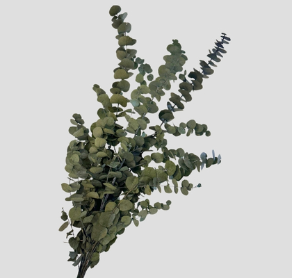 Eucalipto Estabilizado Green 70cm 140g