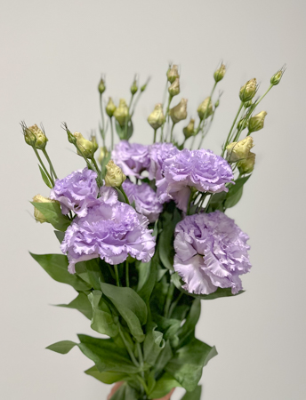 Lisiantus Italia Rizado Lavanda 70cm
