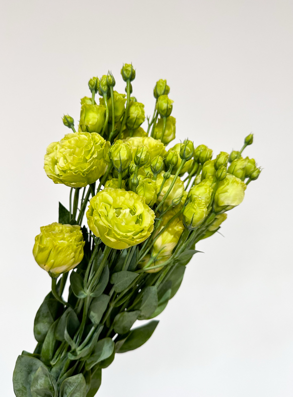 Lisiantus Italia Rizado Verde 70cm
