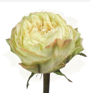 Rosa Ecu. Magnolia 60cm