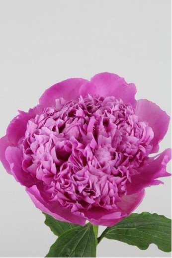 Peonia Hol. Jules Elie 65cm Fucsia