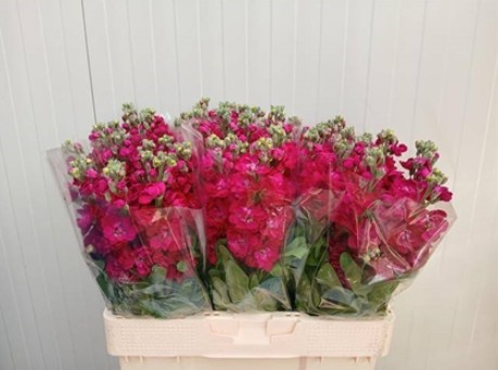 Aleli Hol. Jaxz Red 60cm "T10"