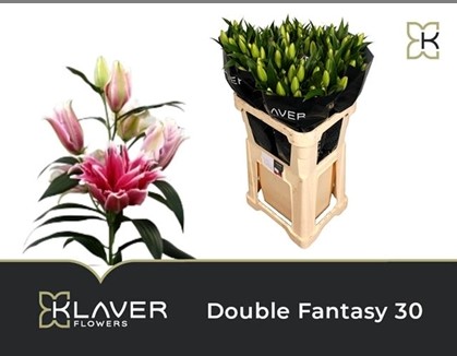Oriental Hol. Fuc. Doble Fantasy 75cm 3 fl.